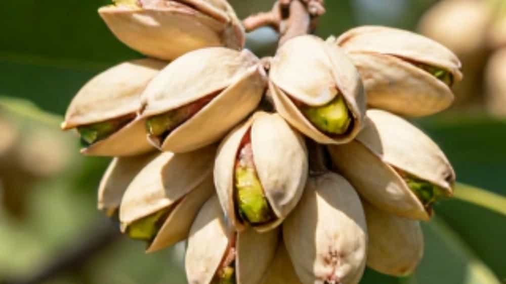 صادرات پسته به ترکیه از کرمان؛ نکات مهم برای صادرکنندگان حرفه‌ای