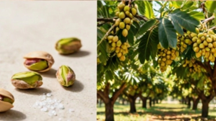صادرات پسته به ایتالیا؛ راهنمای بازاریابی حرفهای و افزایش فروش صادرات پسته به ایتالیا؛ راهنمای بازاریابی حرفهای و افزایش فروش
